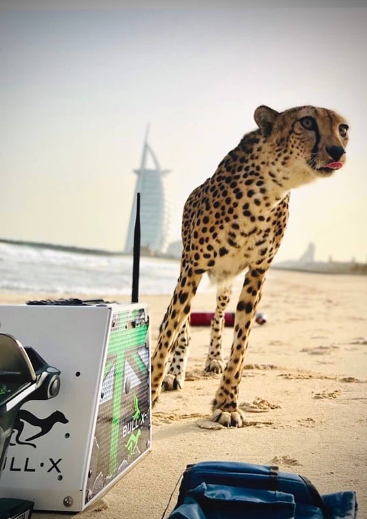 From the Savannah to the Zoo: How BullX Pro Helps Big Cats Thrive