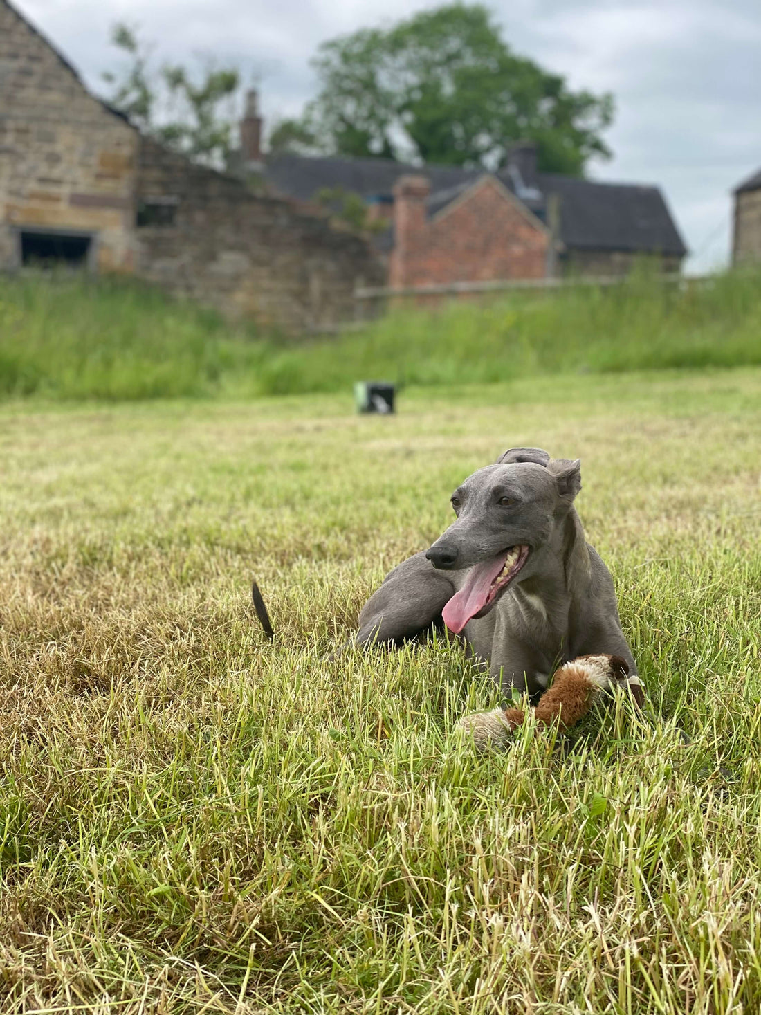The Swift and the Noble: A History of Sighthounds Through the Ages